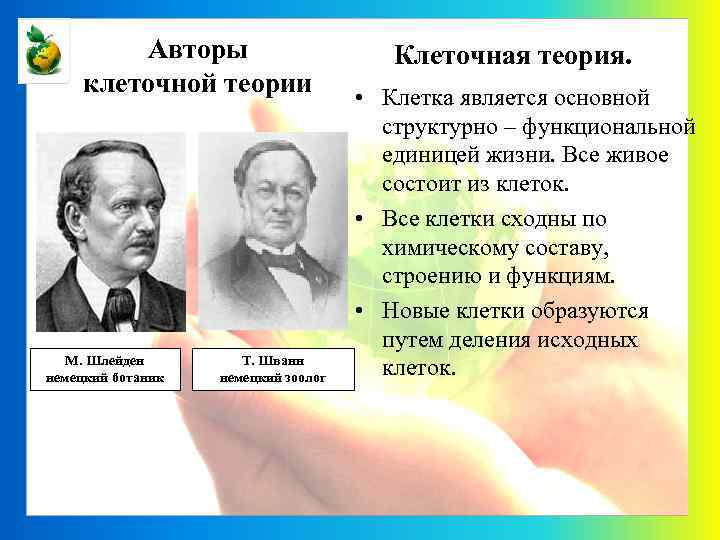 Авторы клеточной теории М. Шлейден немецкий ботаник Т. Шванн немецкий зоолог Клеточная теория. •