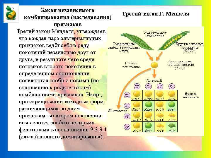 Закон независимого комбинирования (наследования) признаков Третий закон Менделя, утверждает, что каждая пара альтернативных признаков