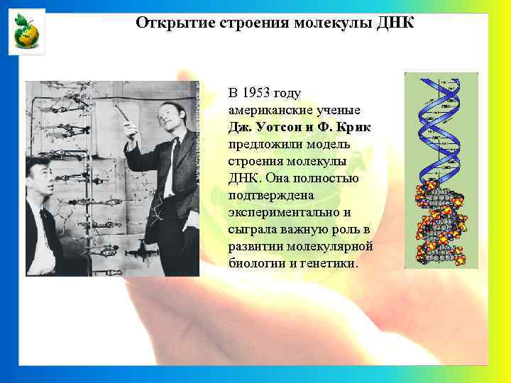 Открытие строения молекулы ДНК В 1953 году американские ученые Дж. Уотсон и Ф. Крик