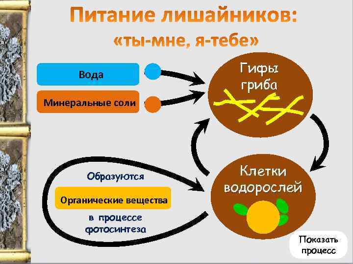 Вода Гифы гриба Минеральные соли Минеральныесоли Образуются Органические вещества в процессе фотосинтеза Клетки водорослей