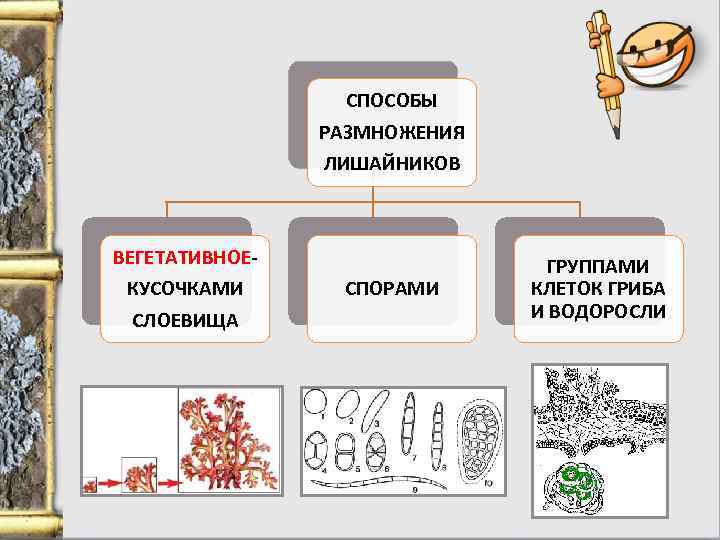 Размножение лишайников картинки