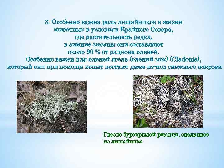 3. Особенно важна роль лишайников в жизни животных в условиях Крайнего Севера, где растительность