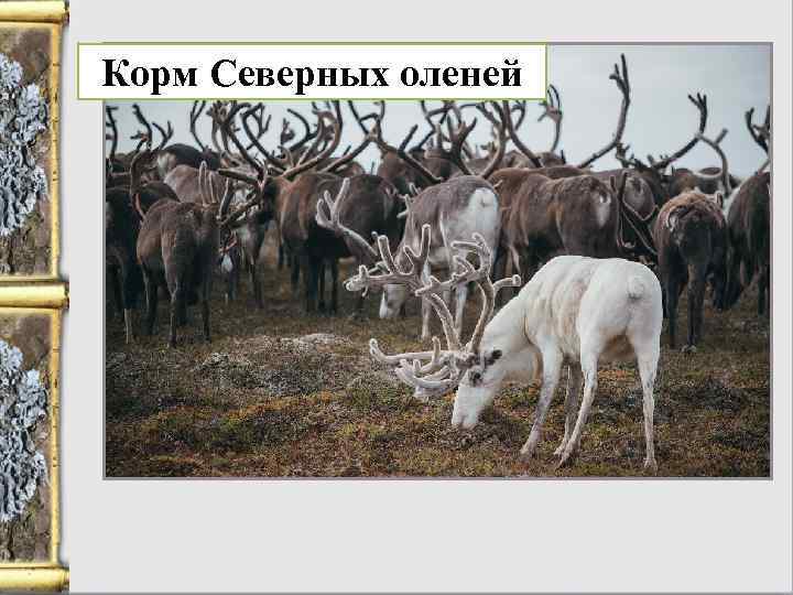 Корм Северных оленей 