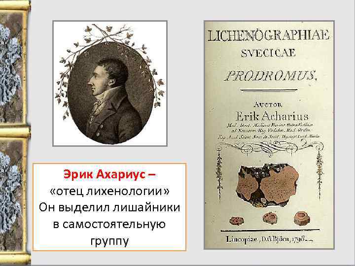 Эрик Ахариус – «отец лихенологии» Он выделил лишайники в самостоятельную группу 