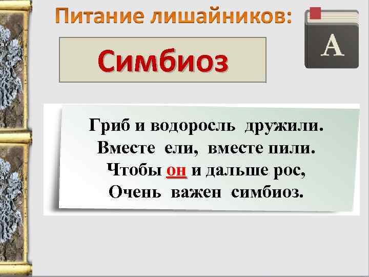 Симбиоз Гриб и водоросль дружили. Вместе ели, вместе пили. Чтобы он и дальше рос,