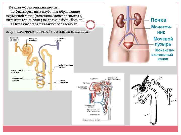  Этапы образования мочи. 1. Фильтрация в клубочке: образование первичной мочи. (мочевина, мочевая кислота,