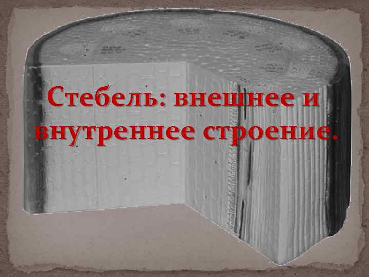 Стебель: внешнее и внутреннее строение. 