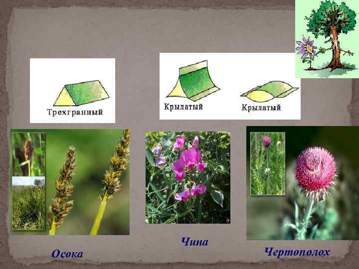 Осока Чина Чертополох 