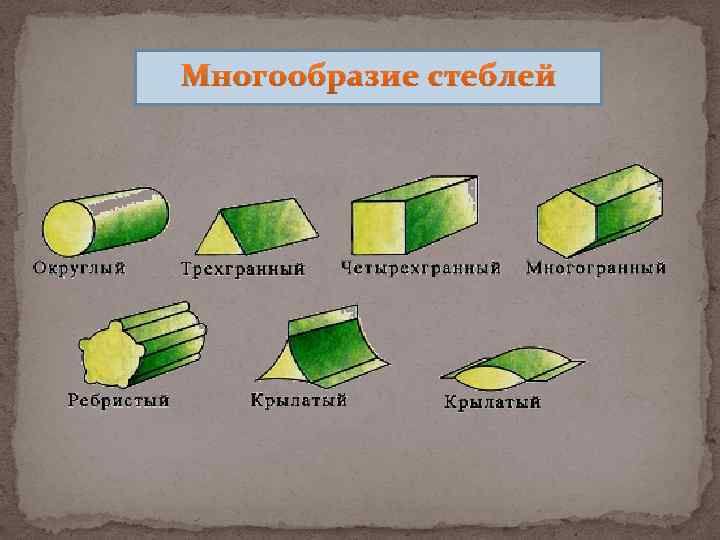 Многообразие стеблей 