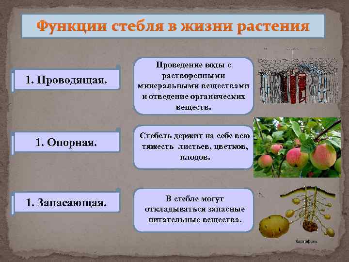 Функции стебля в жизни растения 1. Проводящая. 1. Опорная. 1. Запасающая. Проведение воды с