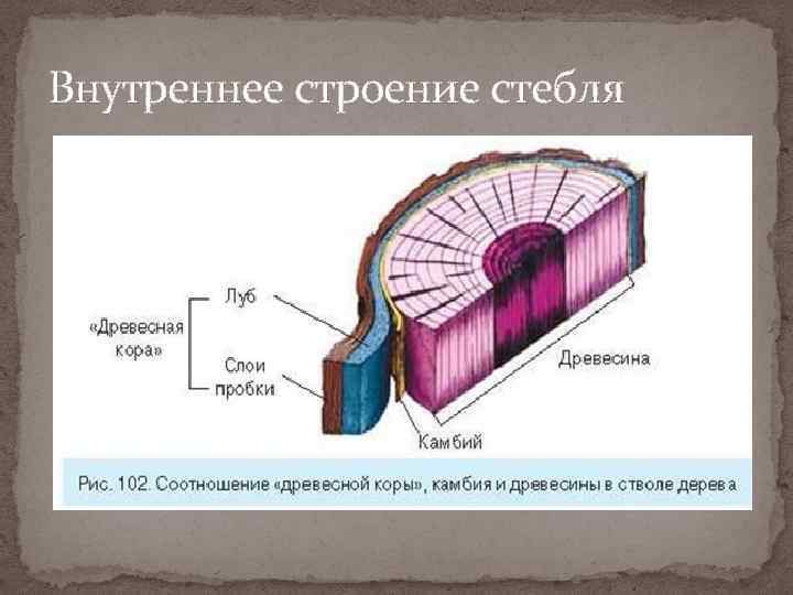 Строение стебля картинки