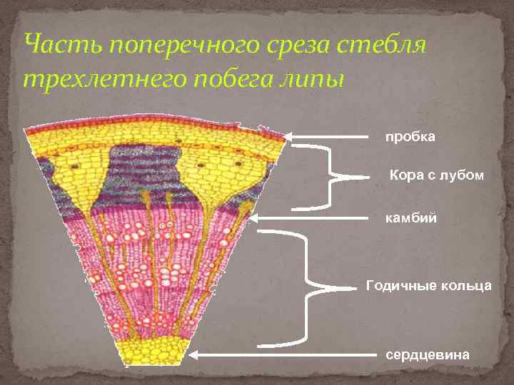 Междоузлие у растений фото