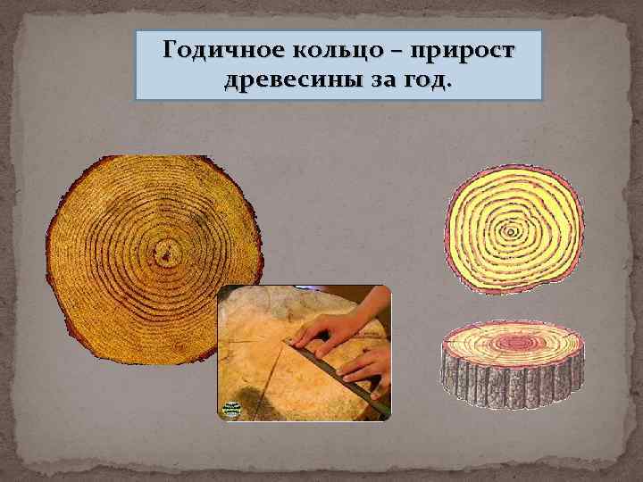 Годичное кольцо – прирост древесины за год. 