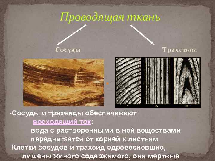 Проводящая ткань Сосуды Трахеиды -Сосуды и трахеиды обеспечивают восходящий ток: вода с растворенными в