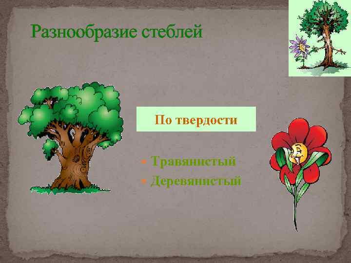 Разнообразие стеблей По твердости Травянистый Деревянистый 