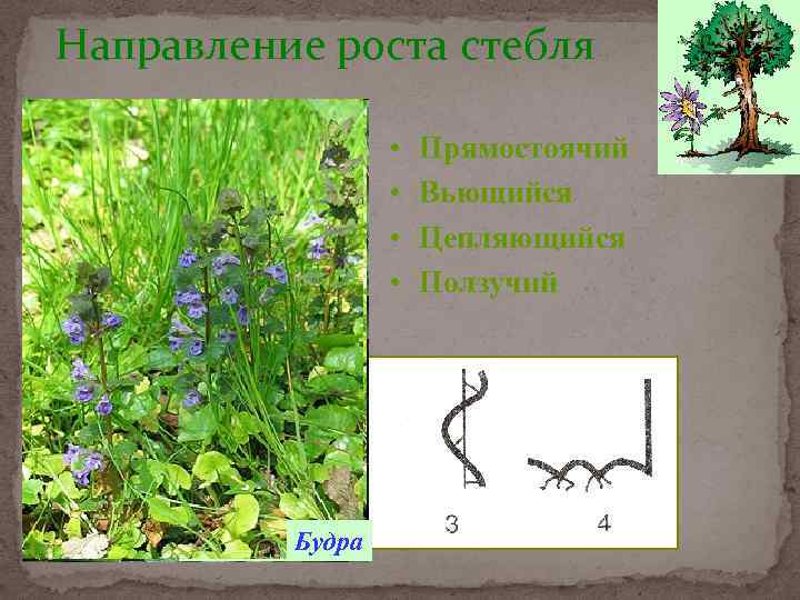 Направление роста стебля По расположению в пространстве Горох Луносемянник Подсолнечник Будра • • Прямостоячий