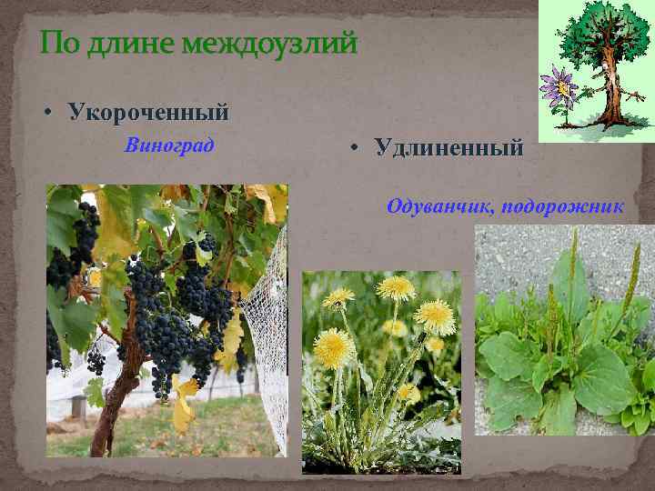 По длине междоузлий • Укороченный Виноград • Удлиненный Одуванчик, подорожник 