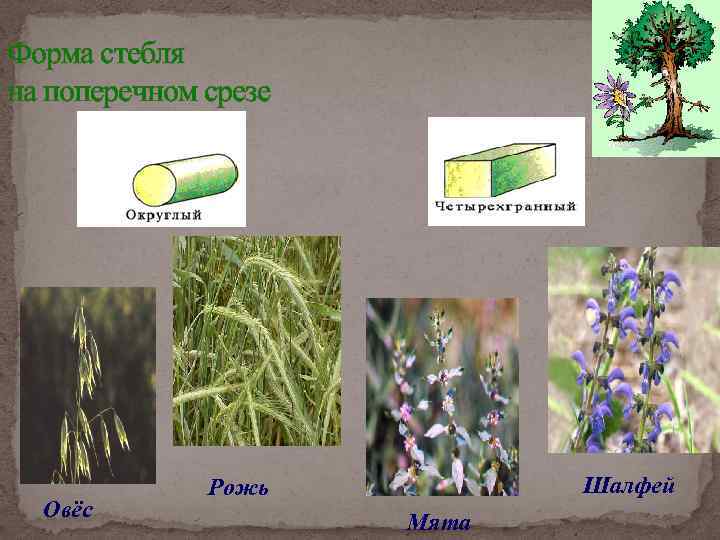 Форма стебля на поперечном срезе Овёс Шалфей Рожь Мята 