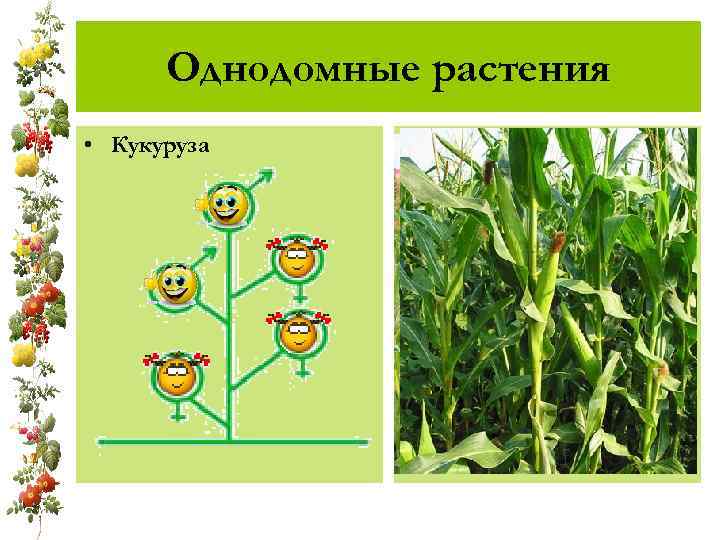 Однодомные растения • Кукуруза 