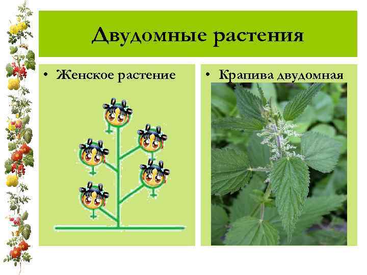 Двудомные растения • Женское растение • Крапива двудомная 