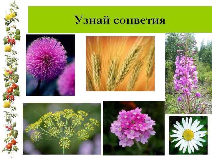 Узнай соцветия 