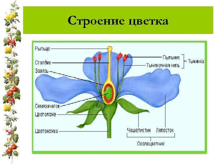 Строение цветка 