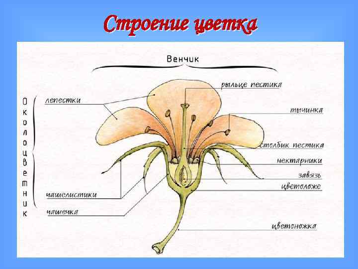 Строение цветка 