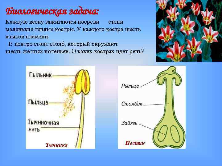 Биологическая задача: Каждую весну зажигаются посреди степи маленькие теплые костры. У каждого костра шесть