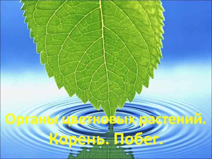 Органы цветковых растений. Корень. Побег. 