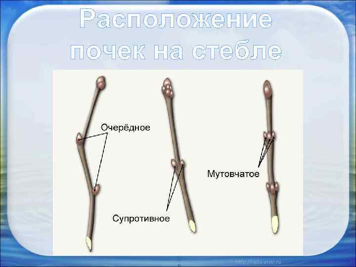 Расположение почек на стебле 