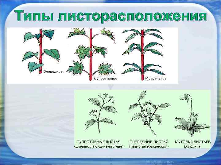Типы листорасположения 