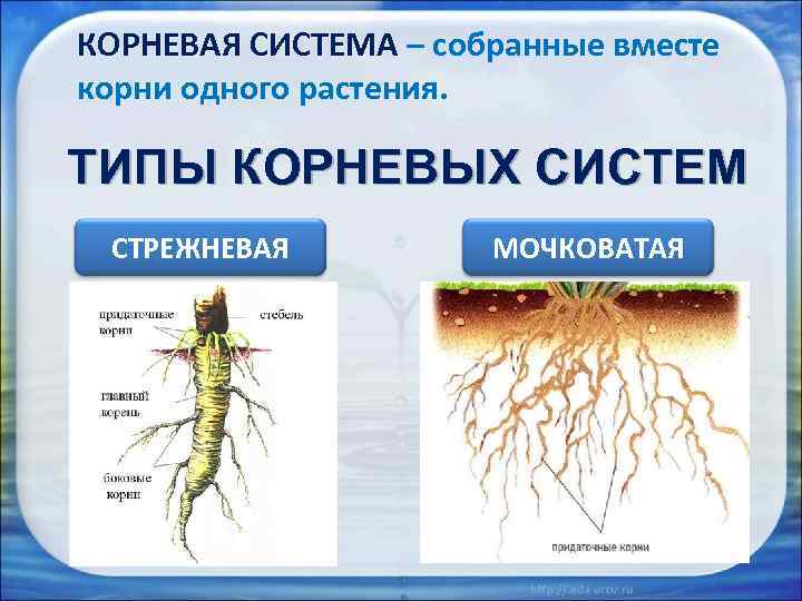 КОРНЕВАЯ СИСТЕМА – собранные вместе корни одного растения. ТИПЫ КОРНЕВЫХ СИСТЕМ СТРЕЖНЕВАЯ МОЧКОВАТАЯ 