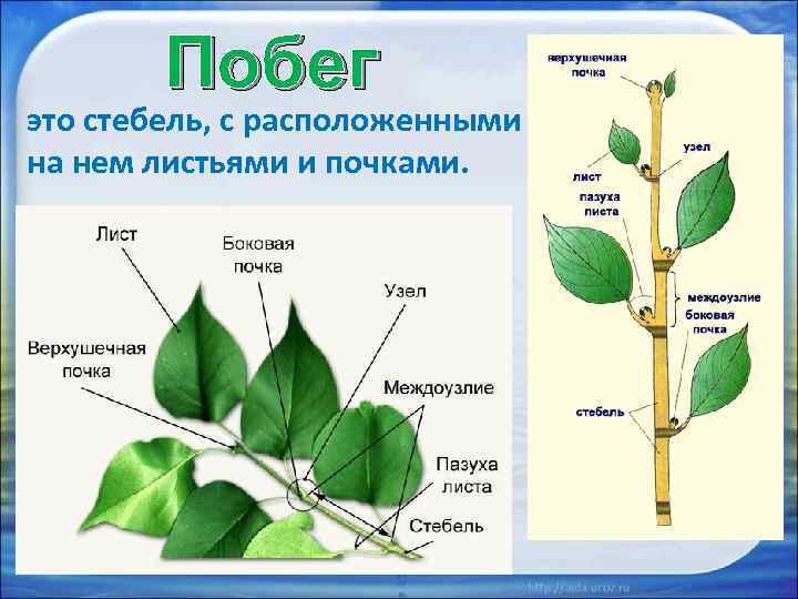 Побег это стебель, с расположенными на нем листьями и почками. 