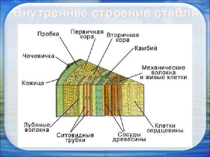 Внутреннее строение стебля 