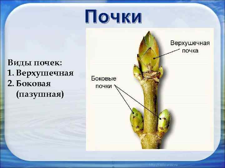 Почки Виды почек: 1. Верхушечная 2. Боковая (пазушная) 