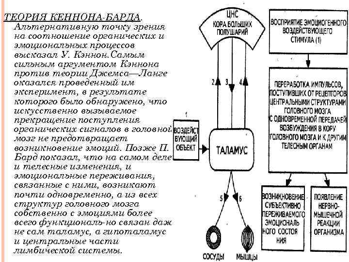 Теория эмоций кеннона барда презентация