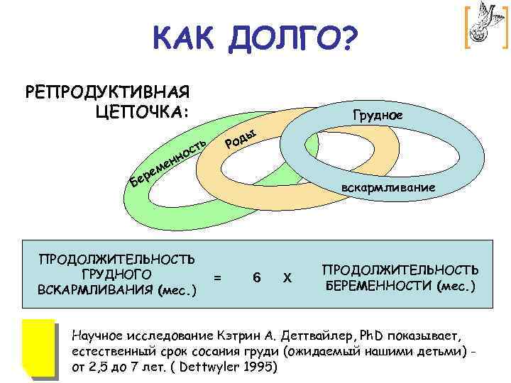 КАК ДОЛГО? РЕПРОДУКТИВНАЯ ЦЕПОЧКА: Грудное ы д Ро сть о н ен ем ер
