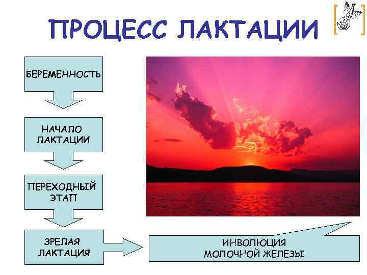 ПРОЦЕСС ЛАКТАЦИИ БЕРЕМЕННОСТЬ НАЧАЛО ЛАКТАЦИИ ПЕРЕХОДНЫЙ ЭТАП ЗРЕЛАЯ ЛАКТАЦИЯ ИНВОЛЮЦИЯ МОЛОЧНОЙ ЖЕЛЕЗЫ 