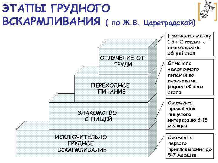 ЭТАПЫ ГРУДНОГО ВСКАРМЛИВАНИЯ ( по Ж. В. Цареградской) ОТЛУЧЕНИЕ ОТ ГРУДИ ПЕРЕХОДНОЕ ПИТАНИЕ ЗНАКОМСТВО