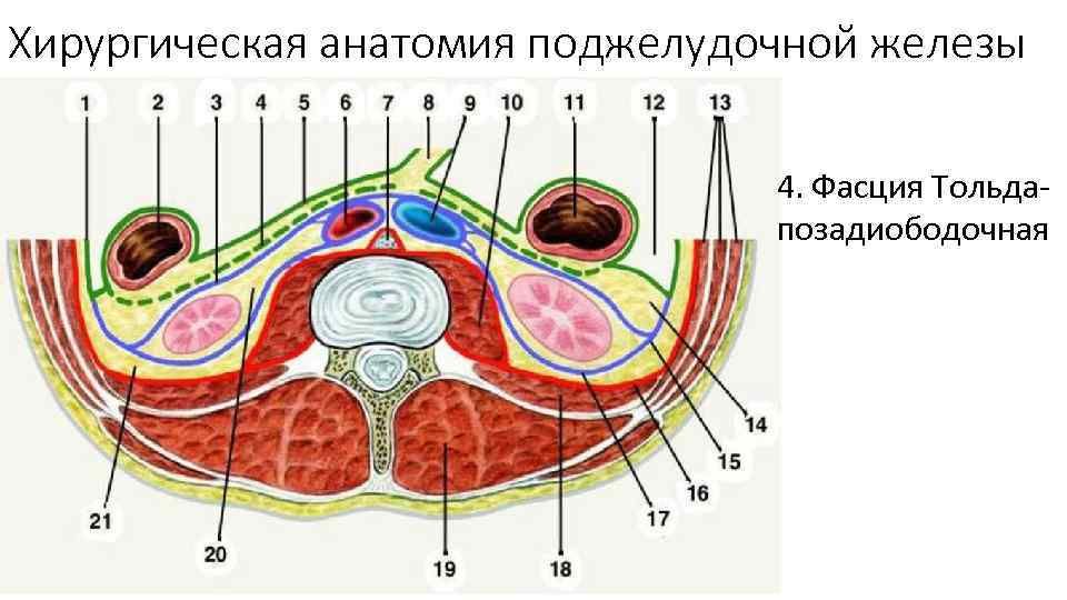 Хирургическая анатомия поджелудочной железы 4. Фасция Тольда позадиободочная 