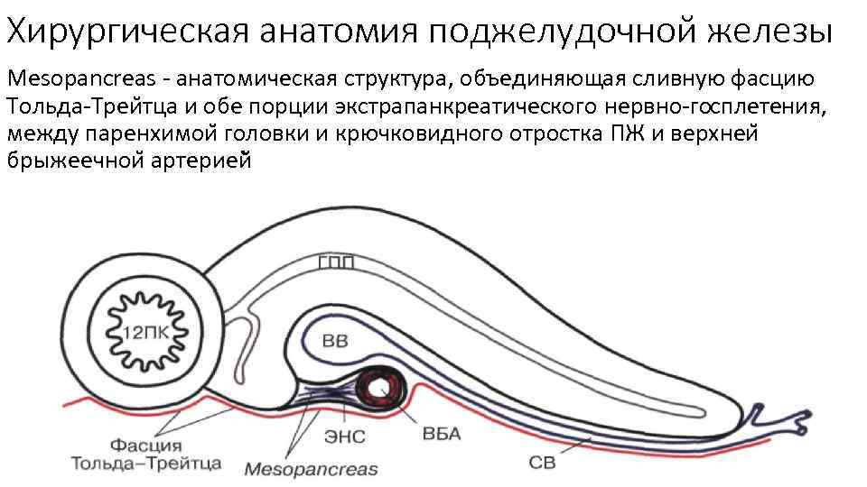 Хирургическая анатомия поджелудочной железы Mesopancreas анатомическая структура, объединяющая сливную фасцию Тольда Треи тца и