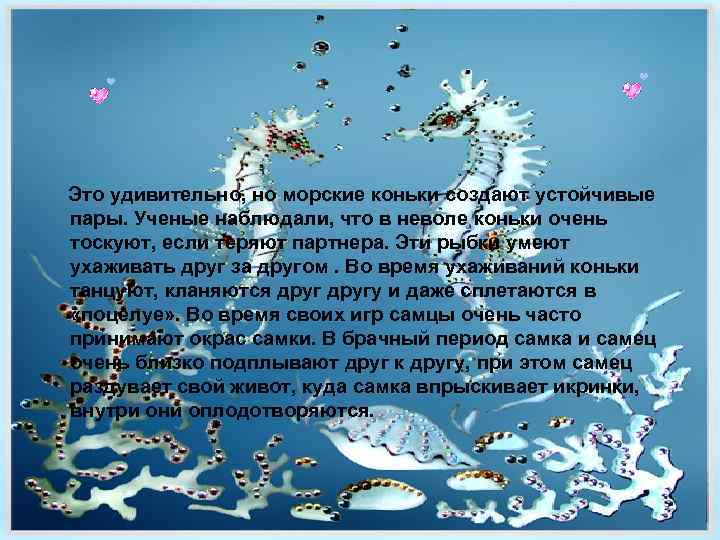 Это удивительно, но морские коньки создают устойчивые пары. Ученые наблюдали, что в неволе коньки