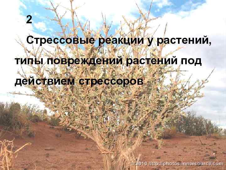 2 Стрессовые реакции у растений, типы повреждений растений под действием стрессоров 28 