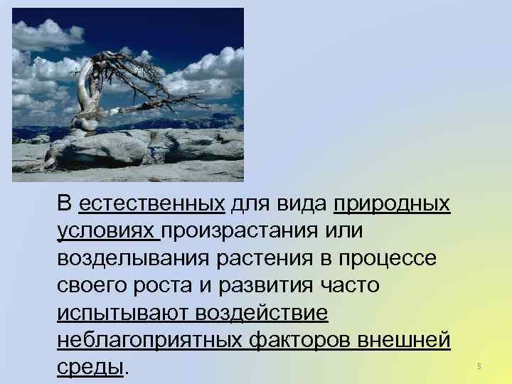 В естественных для вида природных условиях произрастания или возделывания растения в процессе своего роста