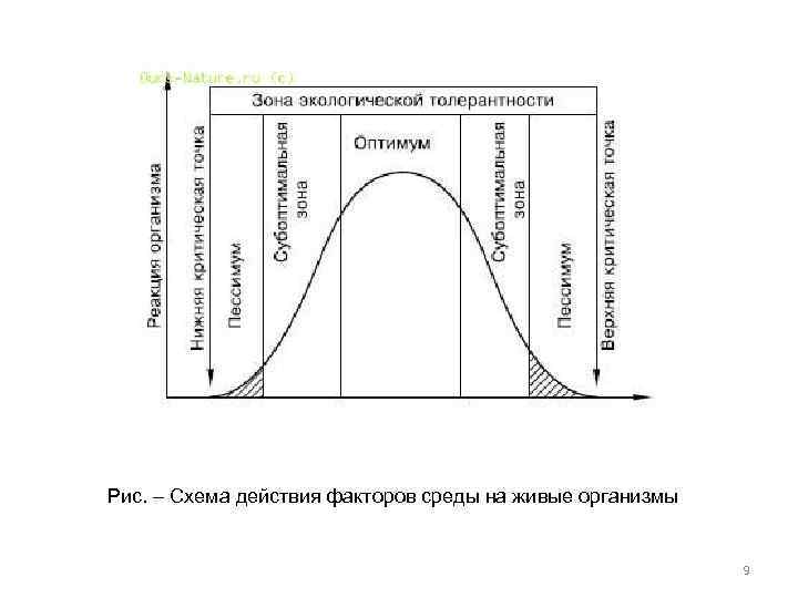 Схема действия факторов среды на живые организмы