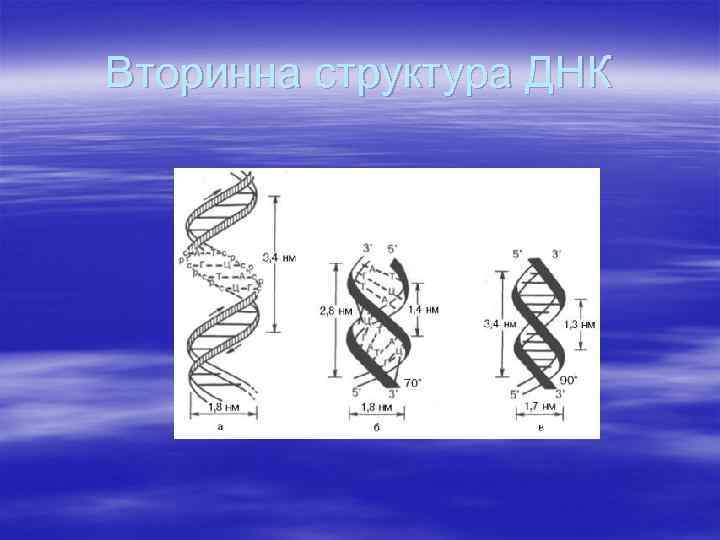 Вторинна структура ДНК 