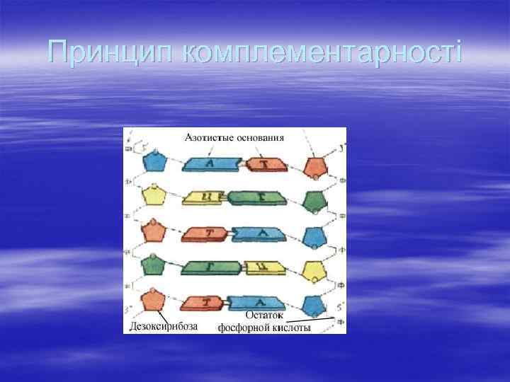 Принцип комплементарності 