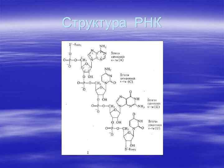 Структура РНК 