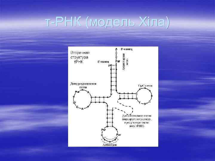 т-РНК (модель Хіла) 