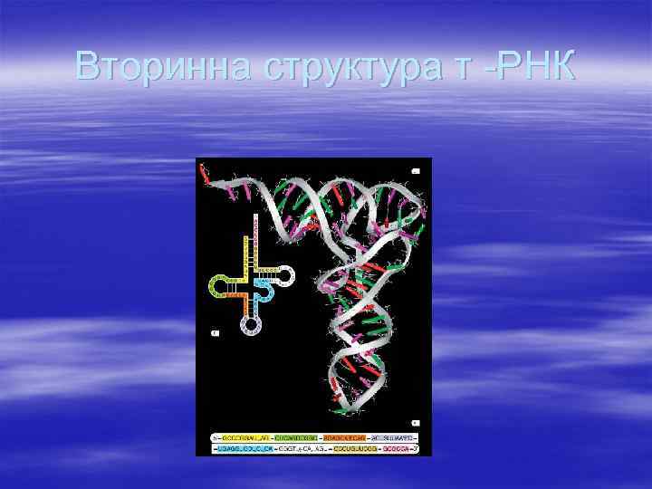Вторинна структура т -РНК 